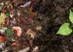 Compost et terre