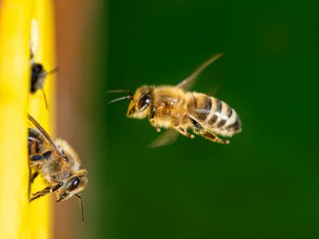 À la découverte du monde des abeilles