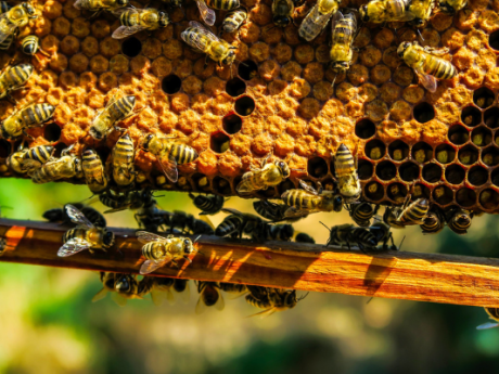 Abeilles