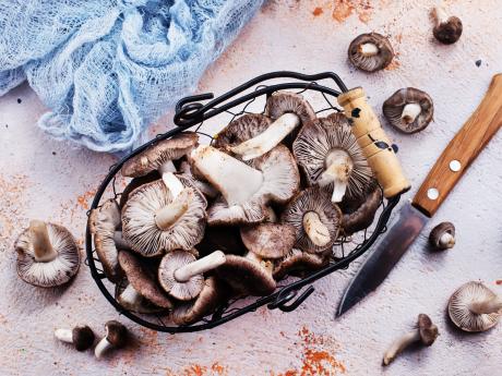 Les champignons sauvages