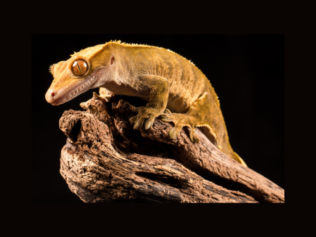 Geicko