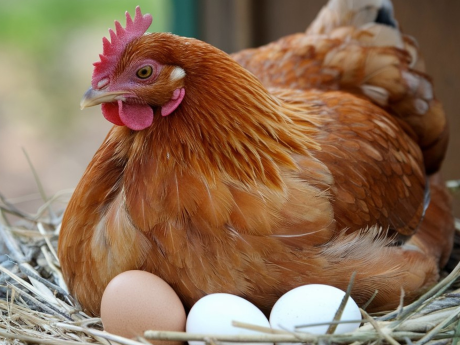 Garde de poules