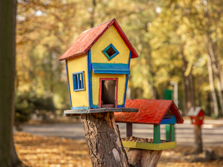 Faites la cour aux oiseaux