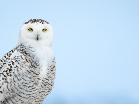 Les oiseaux du Québec