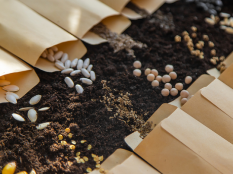 Semences artisanales